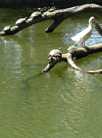 Ducks and Turtles in the Park